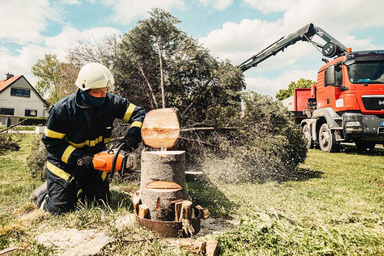 Best Arborist Services Near Me  in Dove Valley, CO